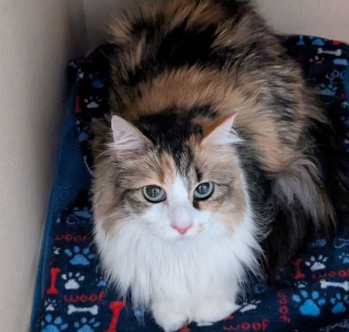 Photo of Sassafras