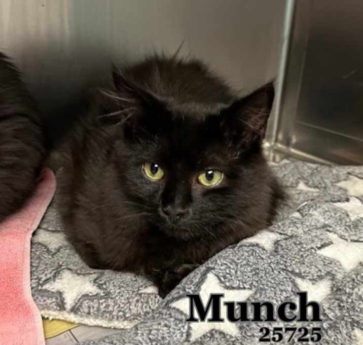 Photo of Munch