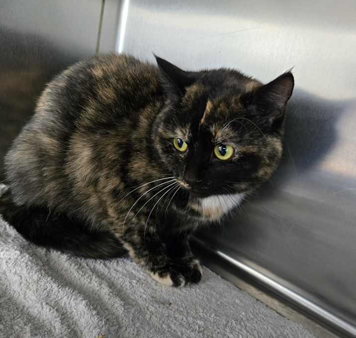 Photo of Rosie