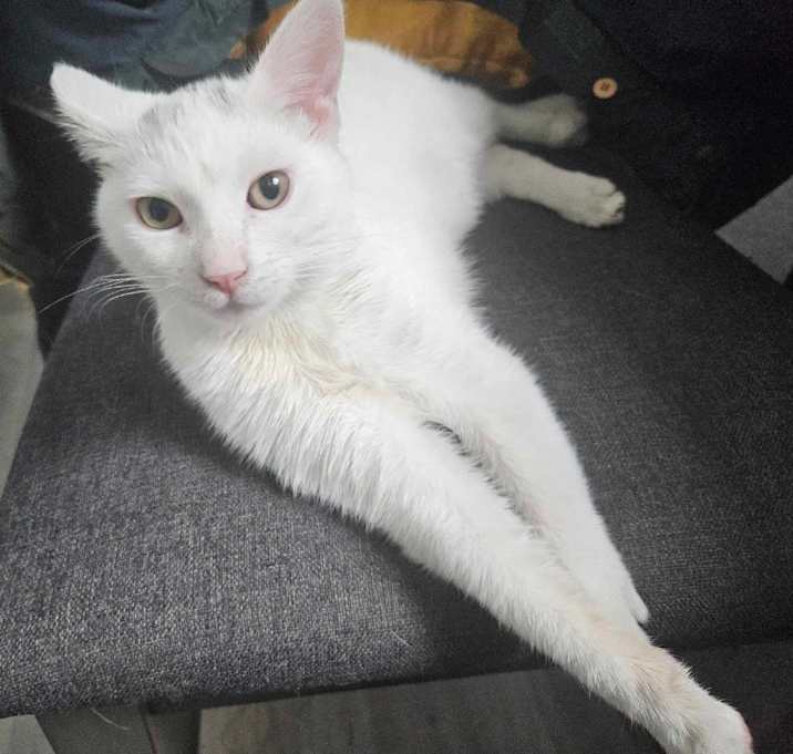 Photo of Cinder