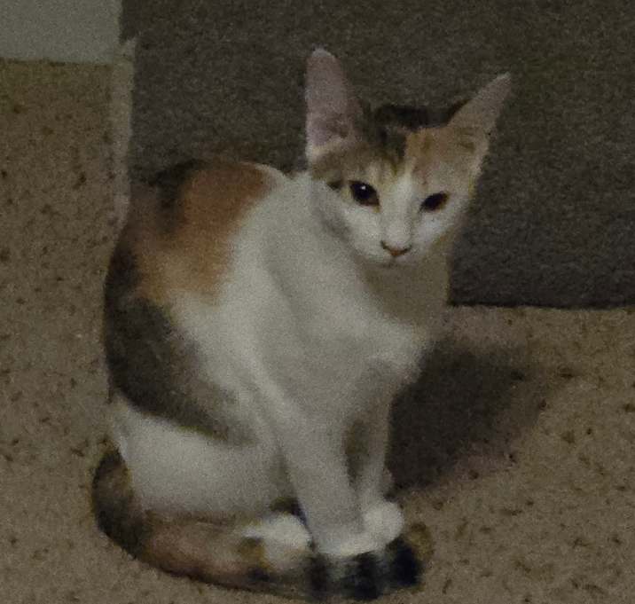 Photo of Joy