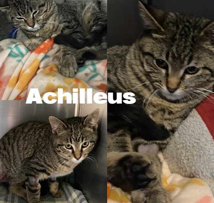 Photo of Achilles