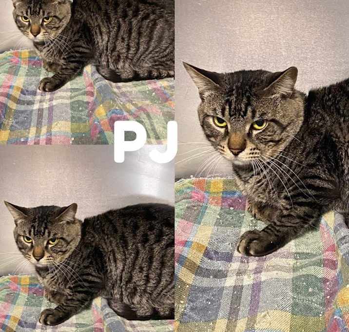 Photo of PJ