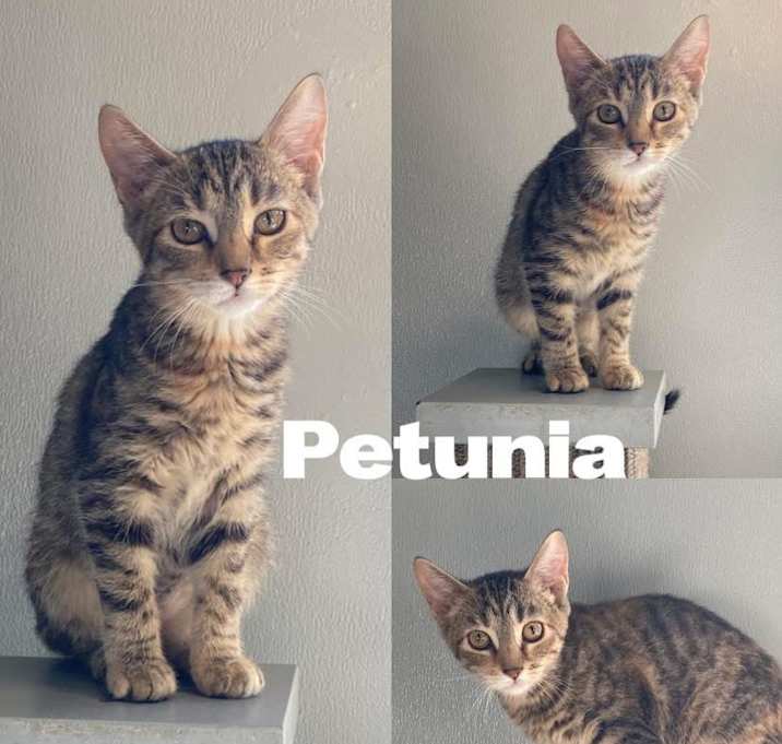 Photo of Petunia