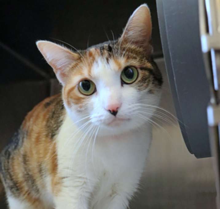 Photo of Cleopatra