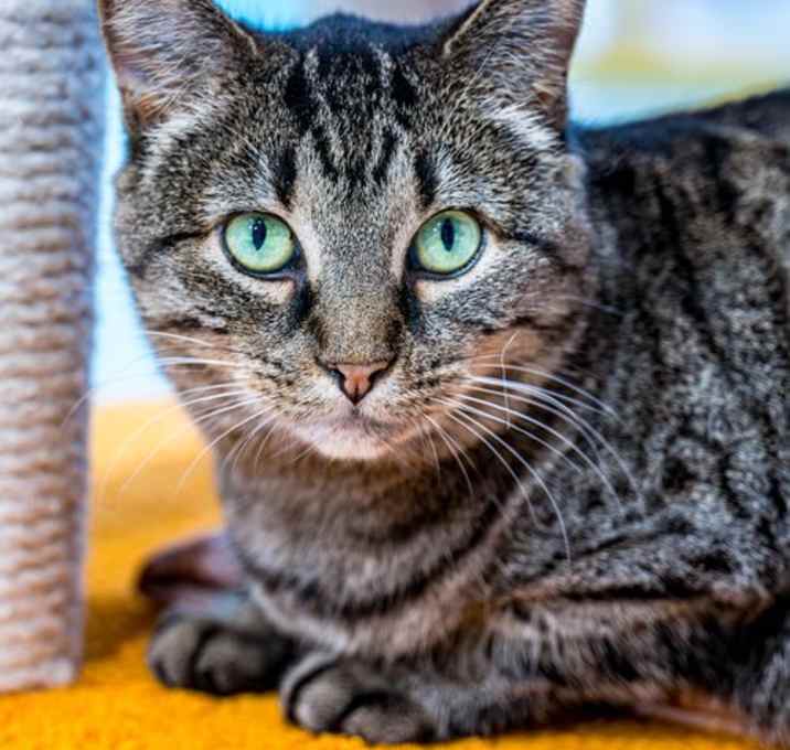 Photo of Nettie - KBC