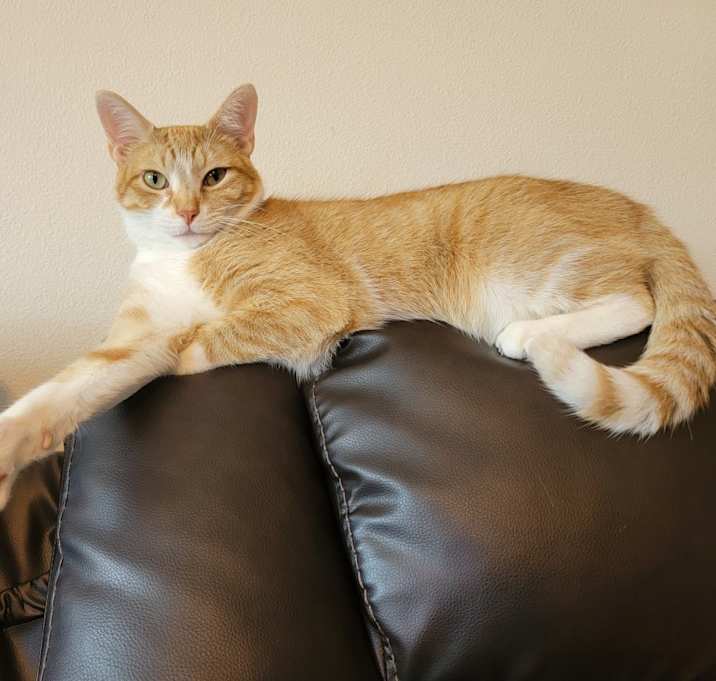 Photo of Skitter