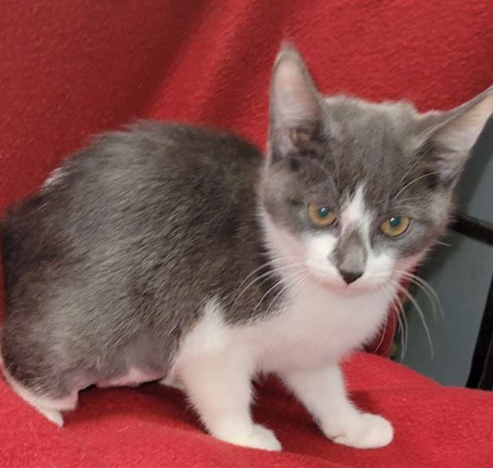 Photo of Cora