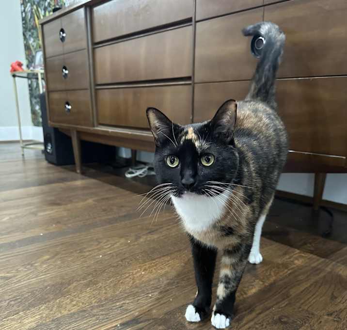 Photo of Raisin