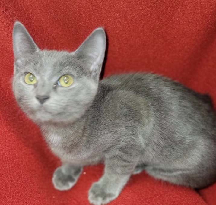 Photo of Clementine