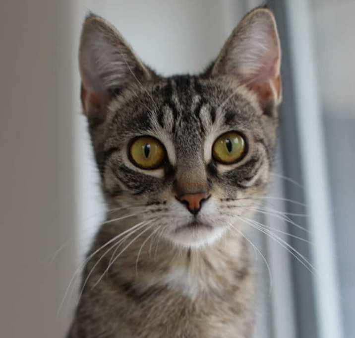 Photo of Valkyrie
