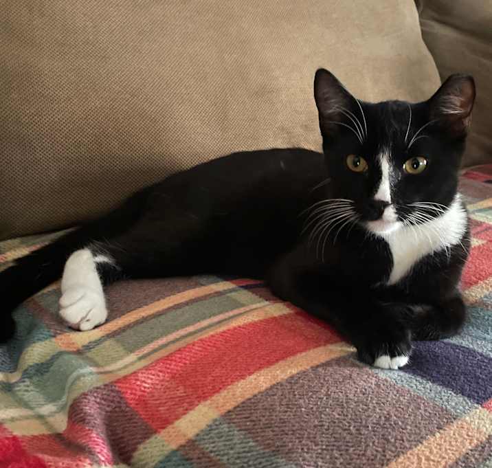 Photo of Tux