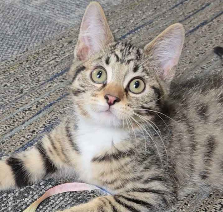 Photo of Chowder