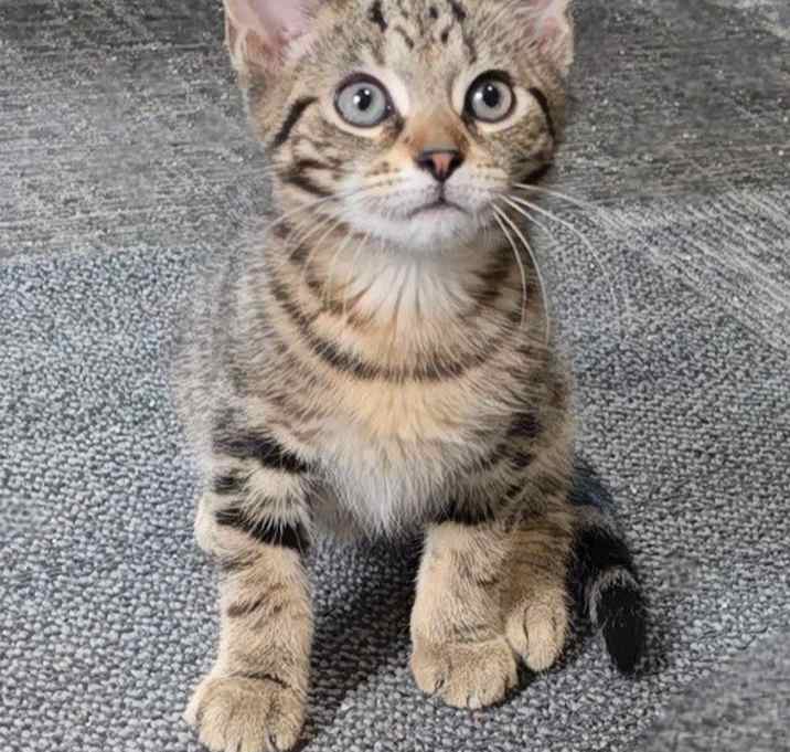 Photo of Schnitzel