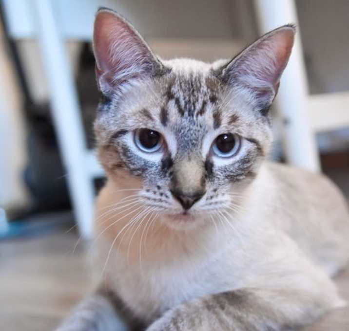 Photo of Casper
