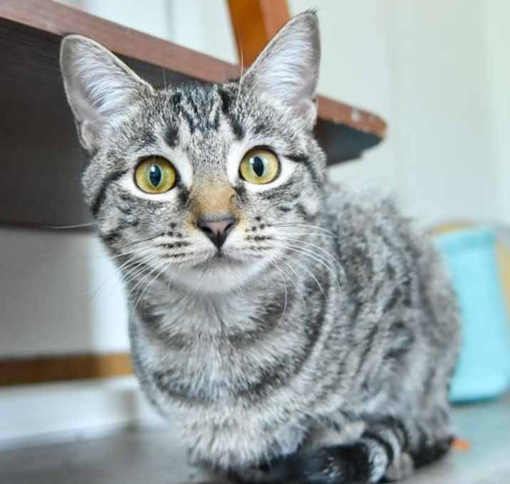Photo of Pixie