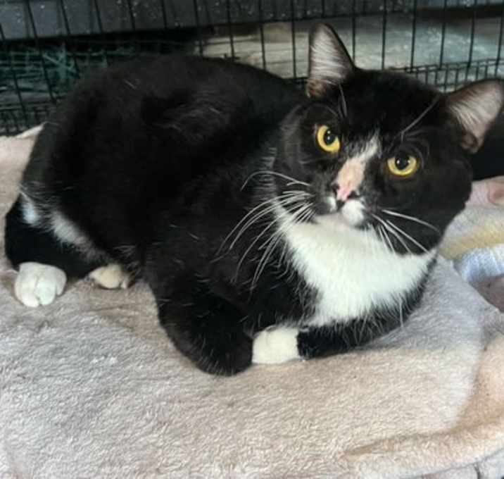 Photo of Phantom