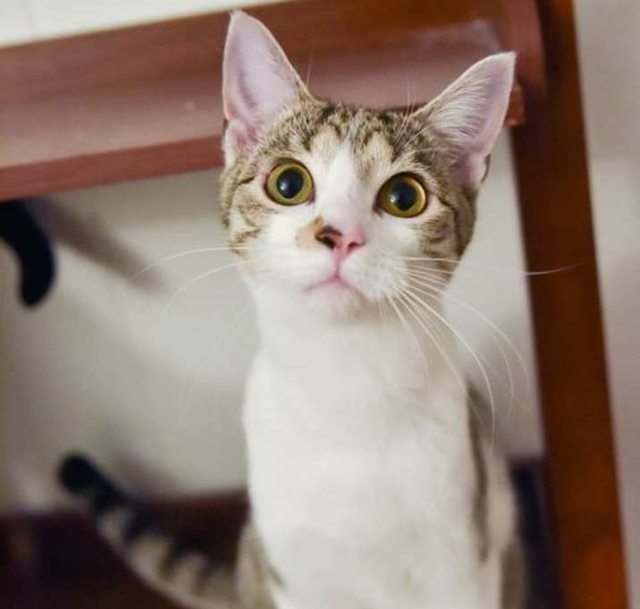 Photo of Pippi