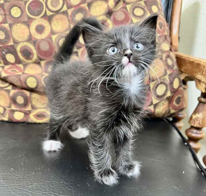Photo of Chowder