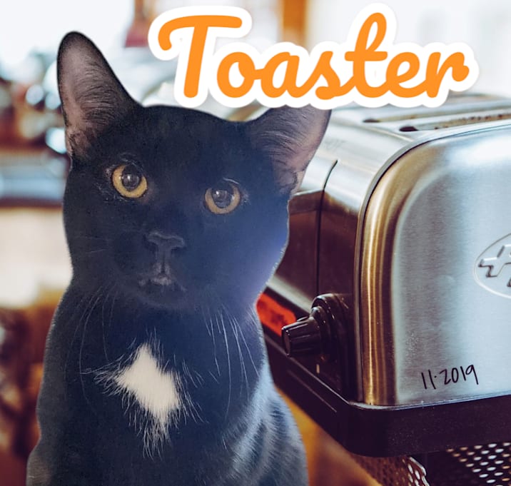 Photo of Toaster