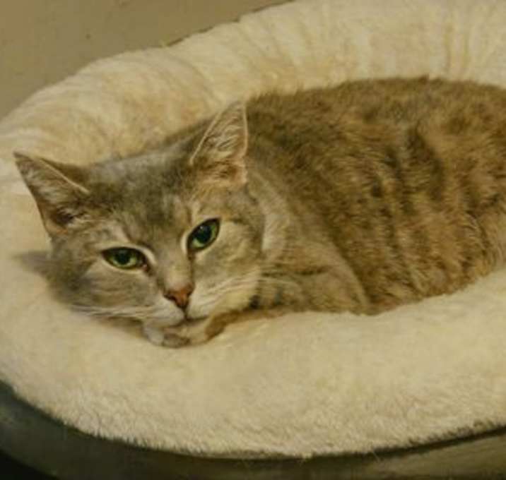 Photo of Olive
