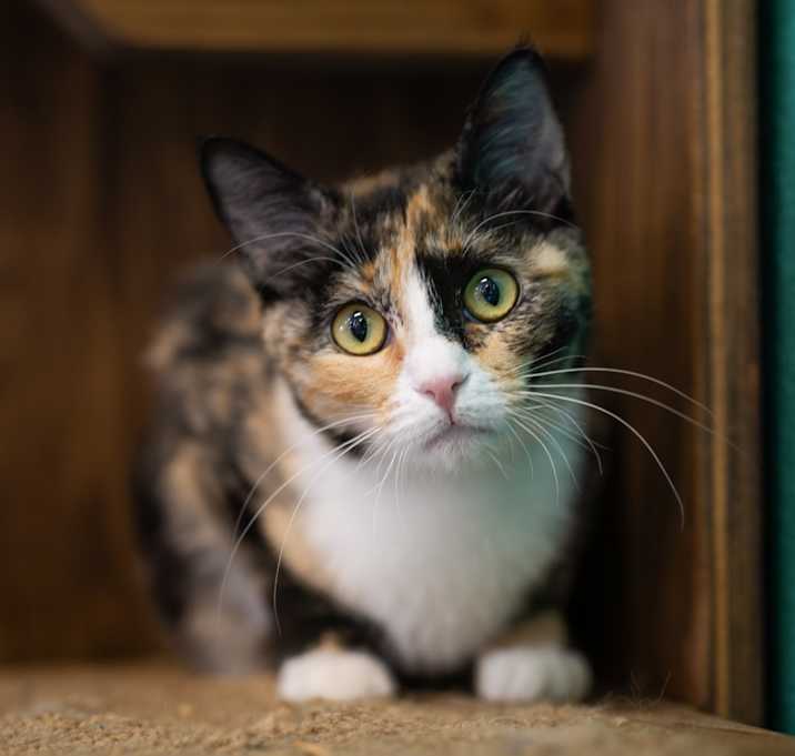 Photo of Twinkle