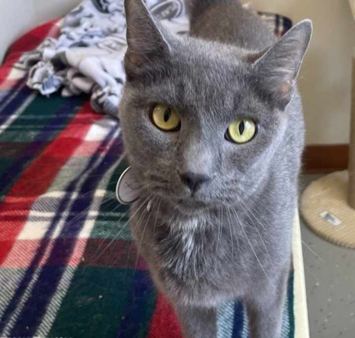 Photo of Steel