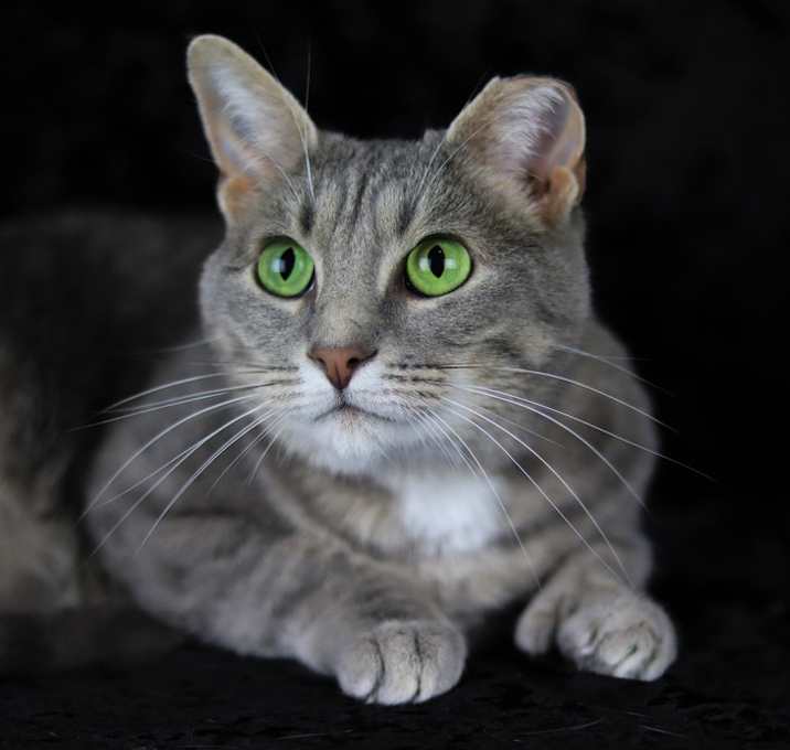 Photo of Pookie