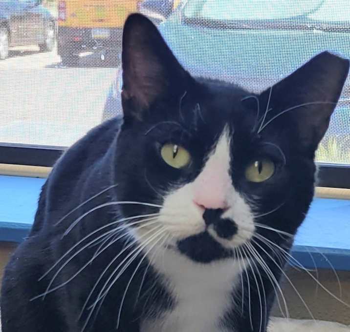 Photo of Tux