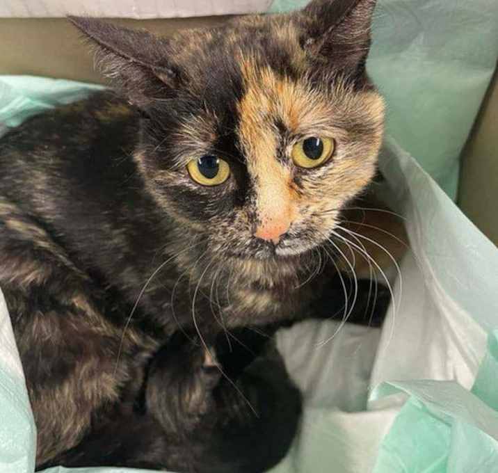 Photo of Ophelia