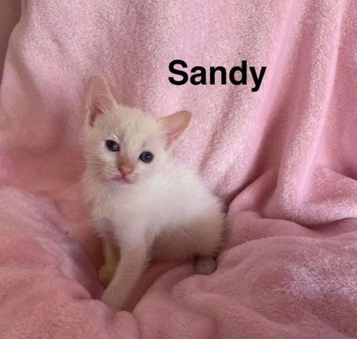 Photo of Sandy