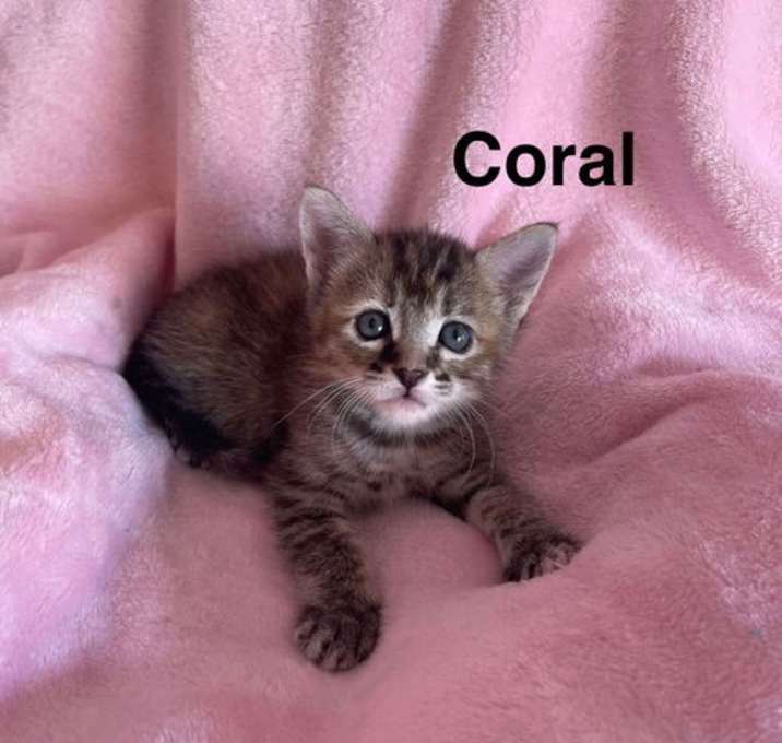 Photo of Coral