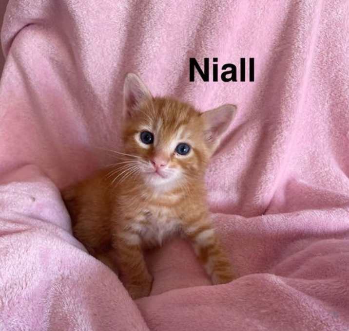 Photo of Niall