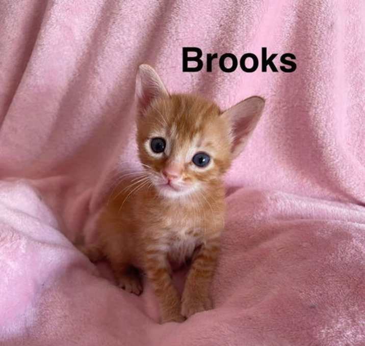 Photo of Brooks