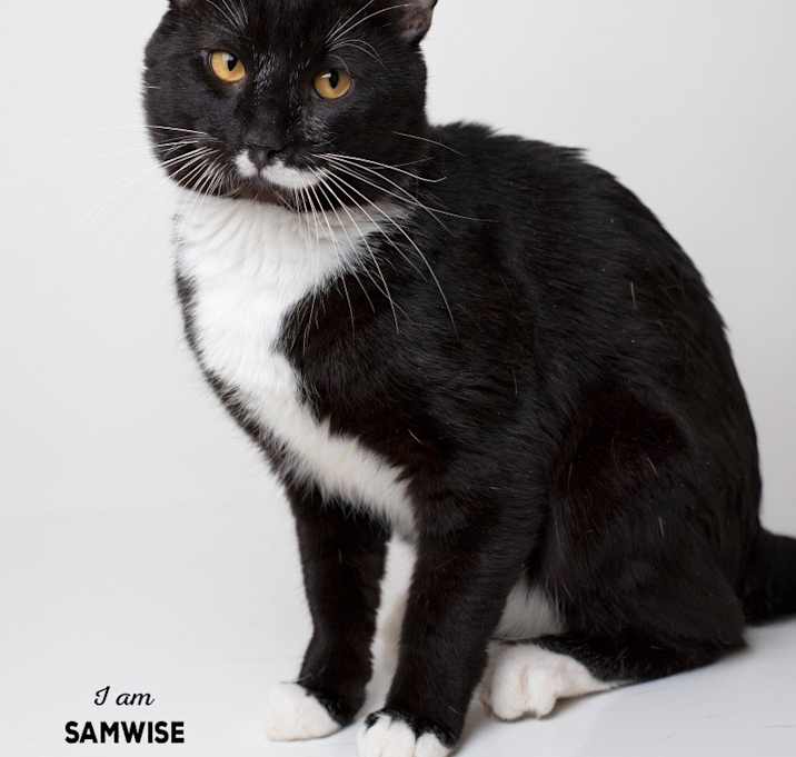 Photo of Samwise