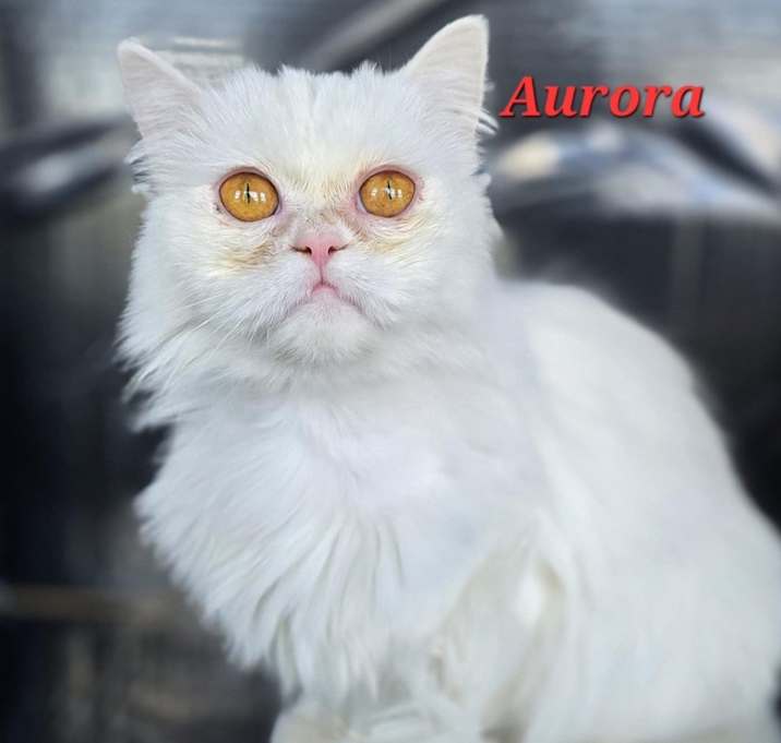 Photo of Aurora