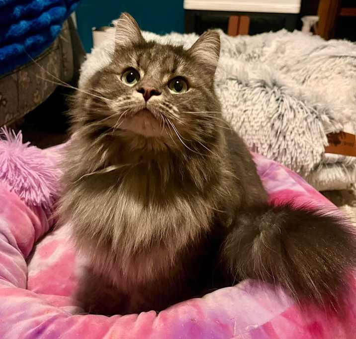 Photo of Lily