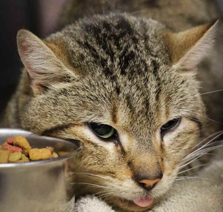 Photo of Gunny