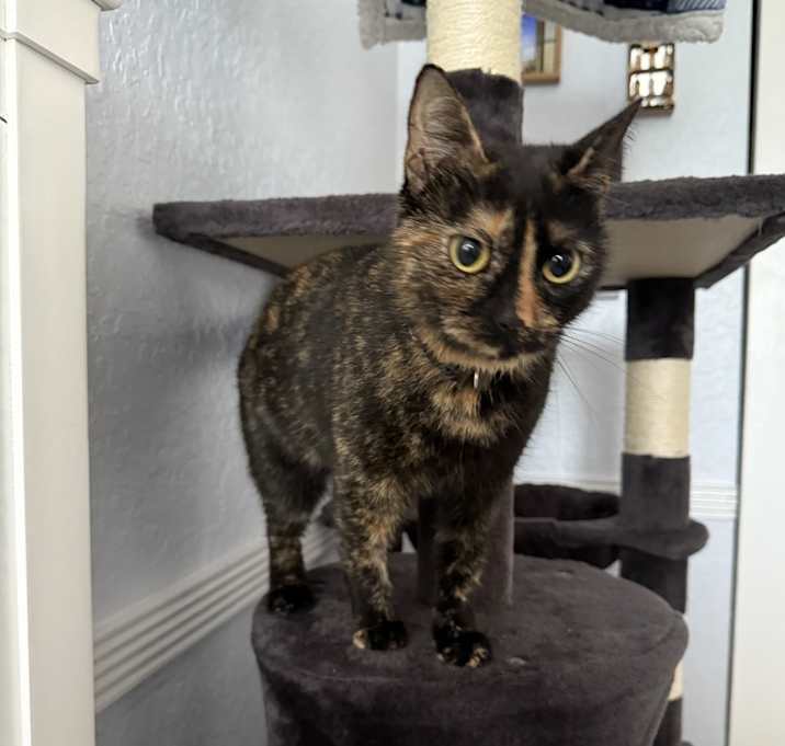 Photo of Gypsy