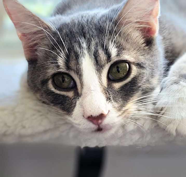 Photo of Croissant
