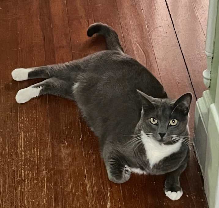 Photo of Rocky