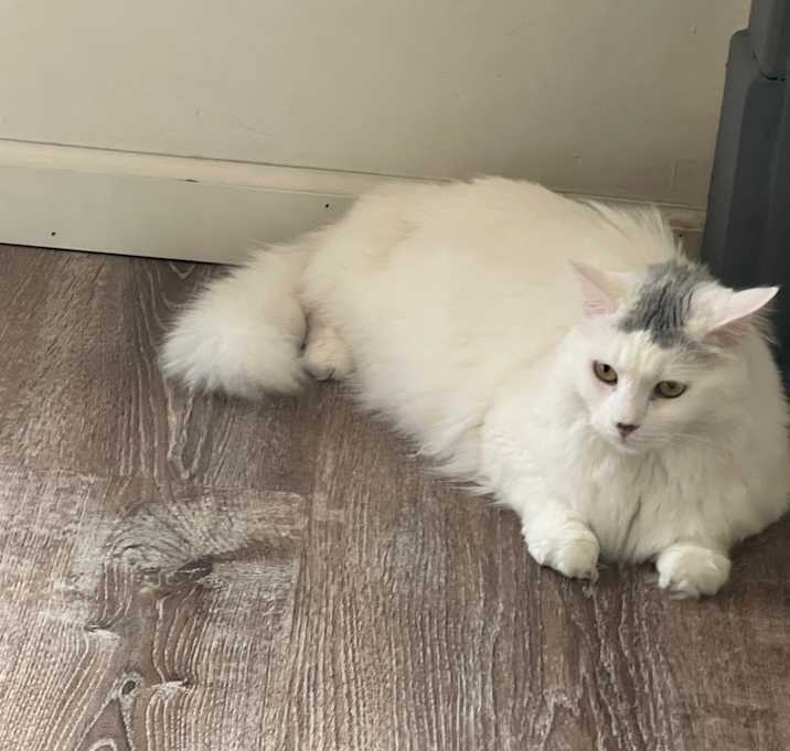Photo of Ivory