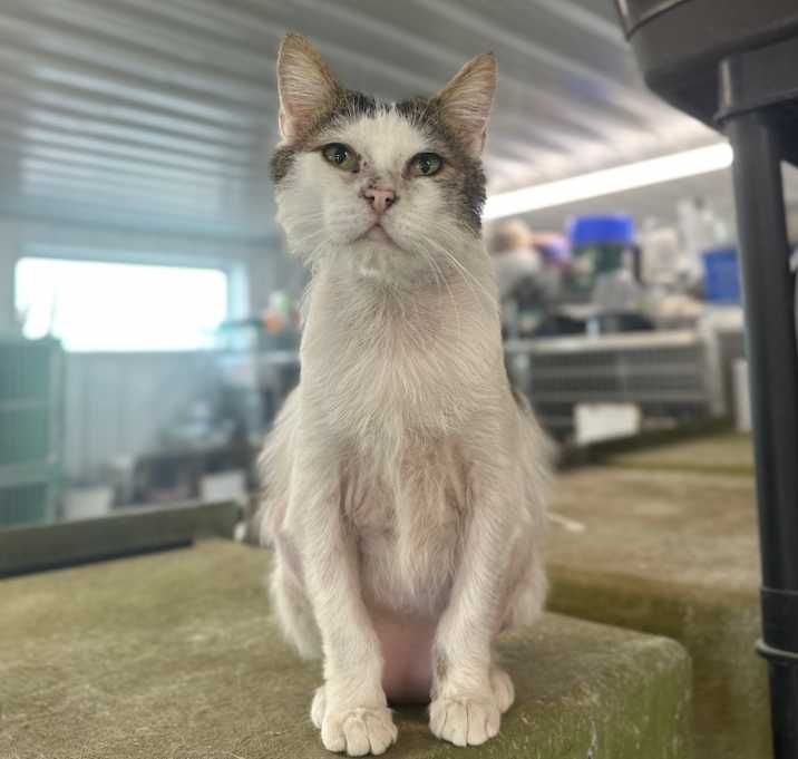 Photo of Lupin