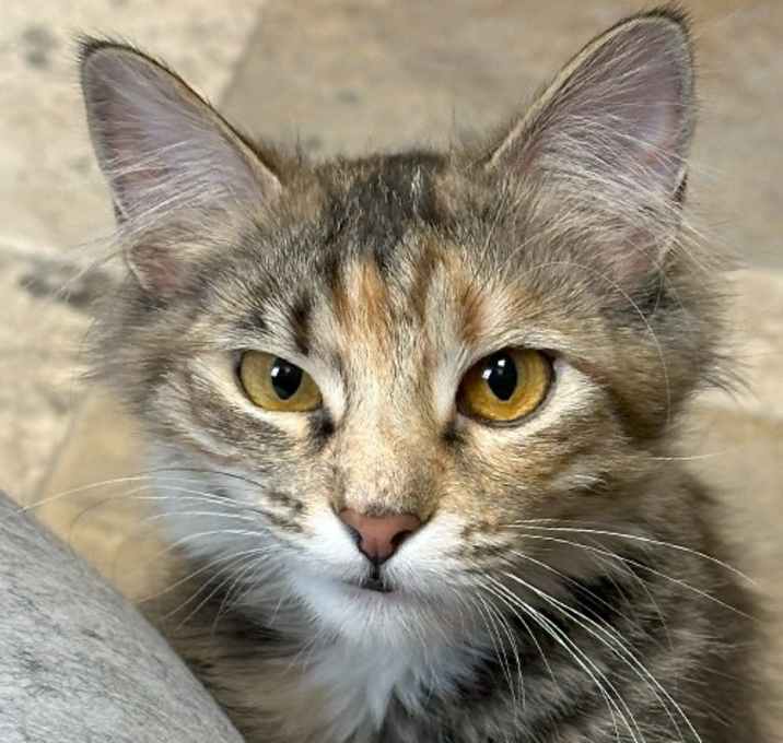 Photo of Tiger