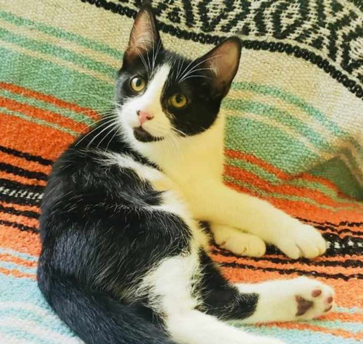 Photo of Wren