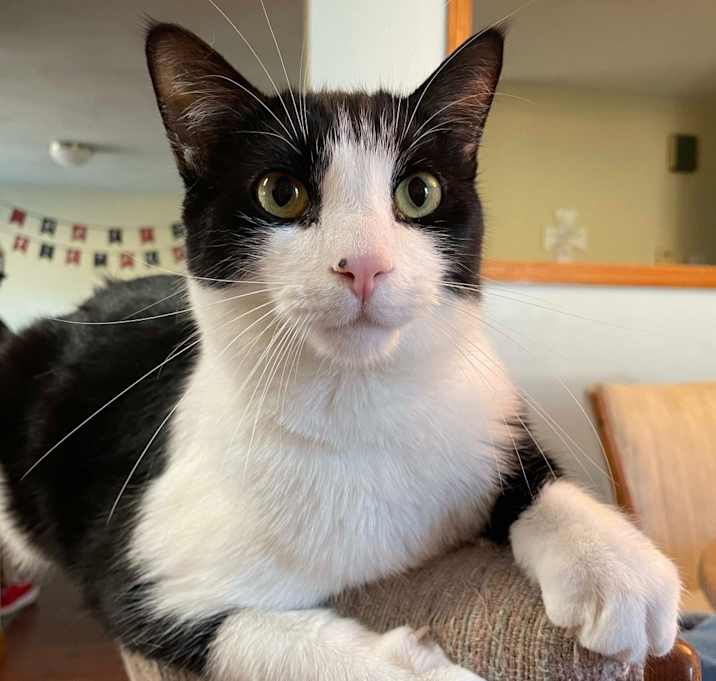 Photo of Rumbles 