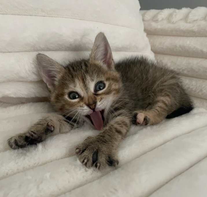 Photo of Mochi