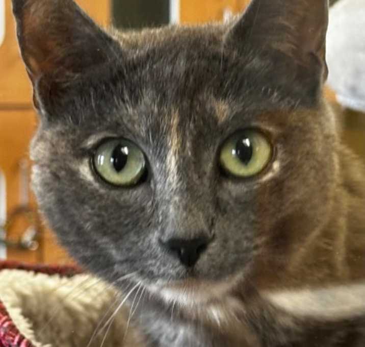 Photo of Greys River (Gracie)