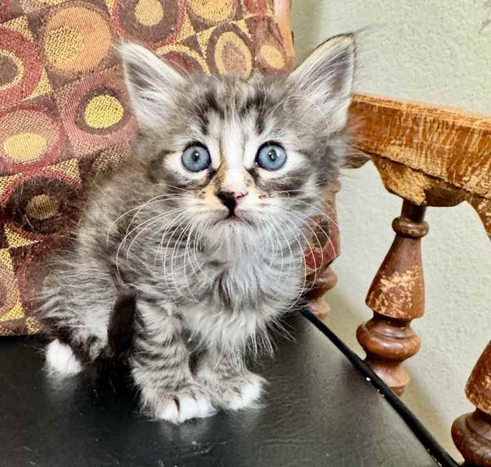 Photo of Tortilla