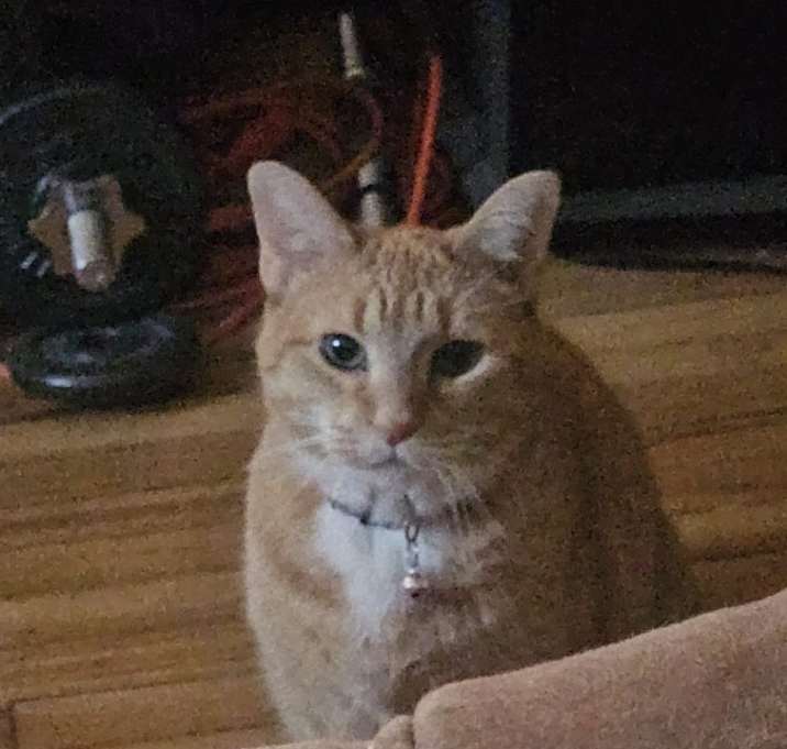 Photo of Speedy